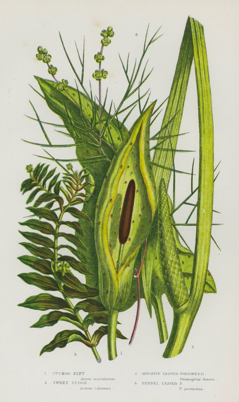Blomstrende planter i Storbritannien: Gøgepint, Sweet Sedge, Modsat Bladet Pondweed, Fennikel Bladet Pondweed (farve litho) af English School