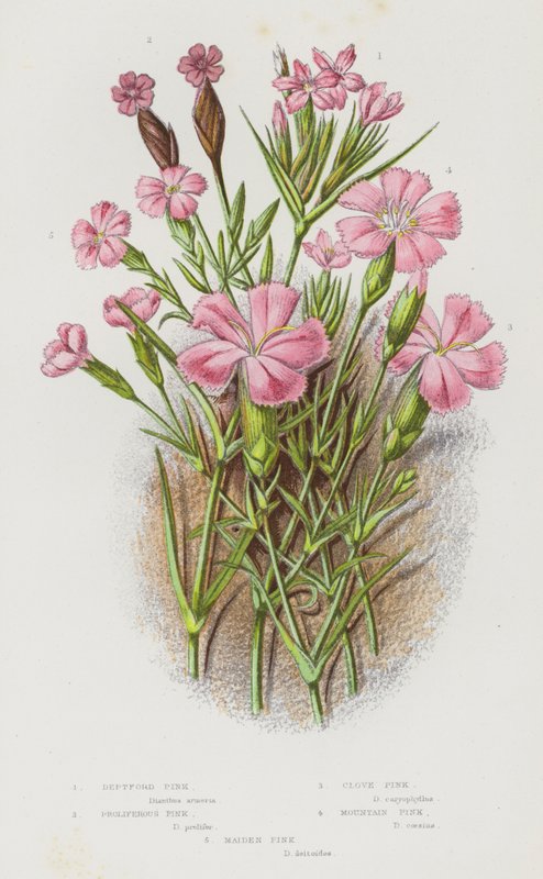 Blomstrende planter i Storbritannien: Deptford Pink, Proliferous Pink, Clove Pink, Mountain Pink, Maiden Pink (farve litho) af English School