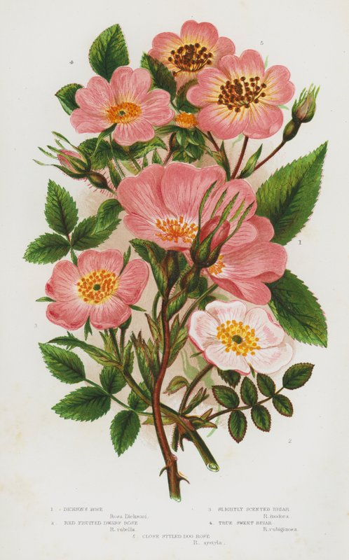 Blomstrende planter i Storbritannien: Dicksons rose, røde frugterede dværgrose, let duftende briar, ægte søde briar, tæt stylet hund rose (farve litho) af English School