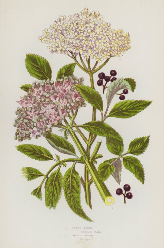 Blomstrende planter i Storbritannien: Dværgælder, almindelig hylde (farve litho) af English School