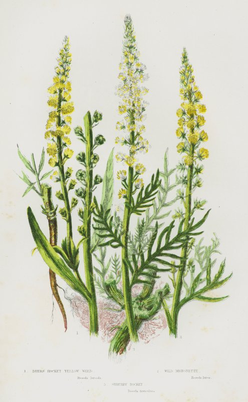 Blomstrende planter i Storbritannien: Dyer
