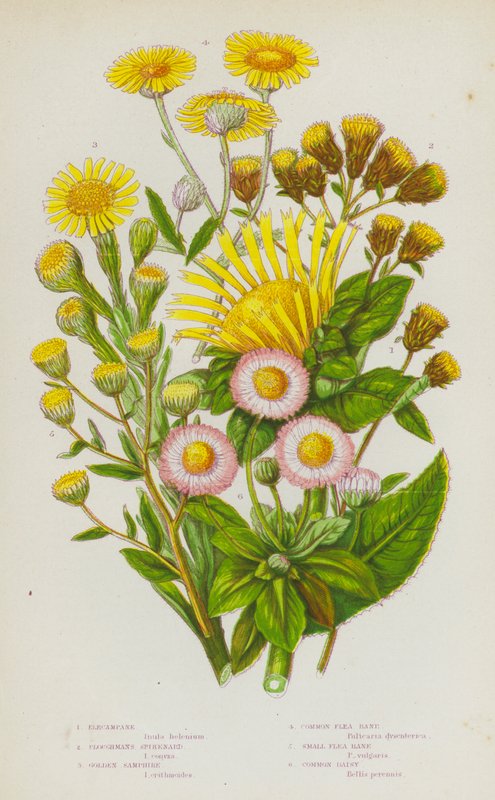 Blomstrende planter i Storbritannien: Elecampane, Ploughmans Spikenard, Golden Samphire, Common Flea Bane, Small Flea Bane, Common Daisy (farvelitografi) af English School