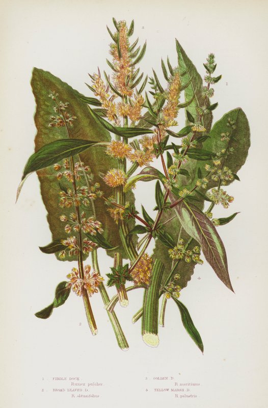 Blomstrende planter i Storbritannien: Fiddle Dock, Broad Leaved Dock, Golden Dock, Yellow Marsh Dock (farve litho) af English School