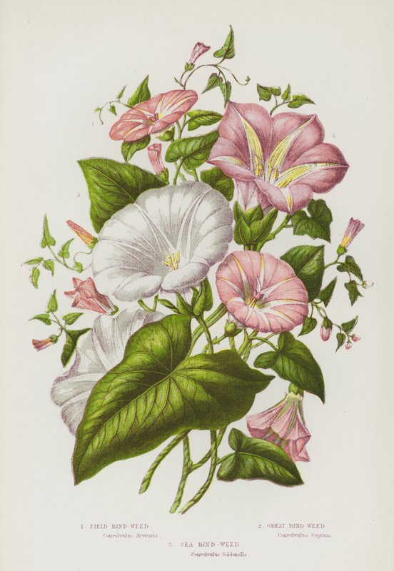 Blomstrende planter i Storbritannien: Markbinde, storbinde, havbinde (farve litho) af English School