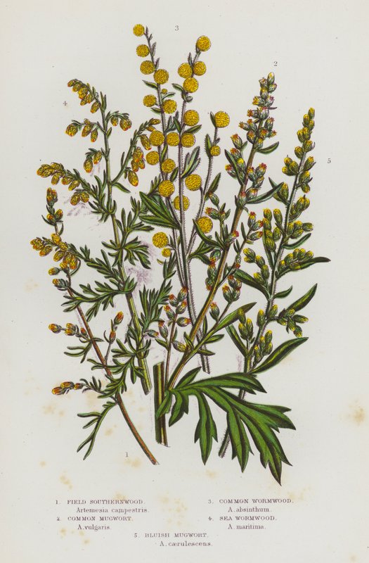 Blomstrende planter i Storbritannien: Sydbynke, Almindelig Bynke, Almindelig Malurt, Havmalurt, Blålig Bynke (farve litho) af English School