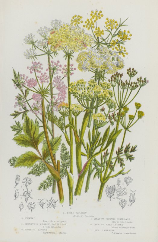 Blomstrende planter i Storbritannien: Fools Persille, Fennikel, Mountain Meadow Saxifrage, Scottish Lovage, Meadow Peber Saxifrage, Meu eller Bald-Money, Sea Camphire (farve litho) af English School