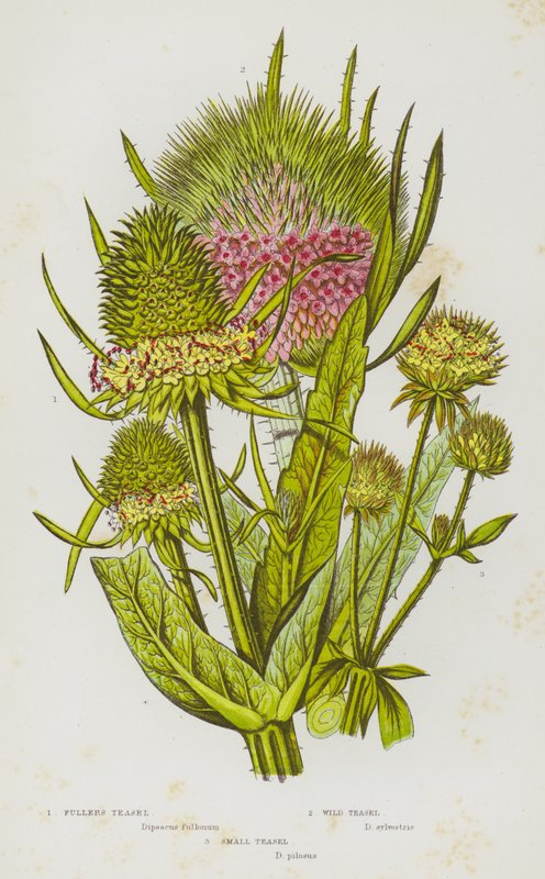 Blomstrende planter i Storbritannien: Fullers Teasel, Wild Teasel, Small Teasel (farve litho) af English School