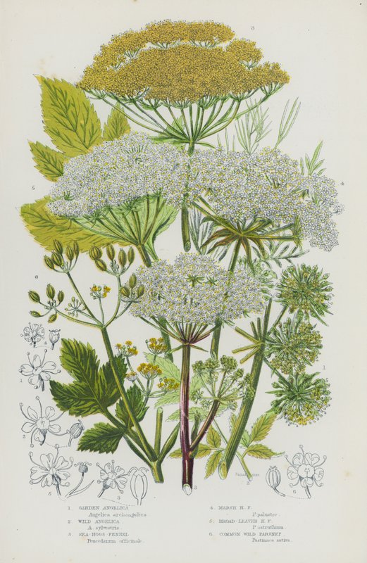 Blomstrende planter i Storbritannien: Haveengel, Vild Angelica, Havsvinfennikel, Marsh Hogs Fennikel, Bredbladede Hogs Fennikel, Almindelig vild Pastinak (farve litho) af English School