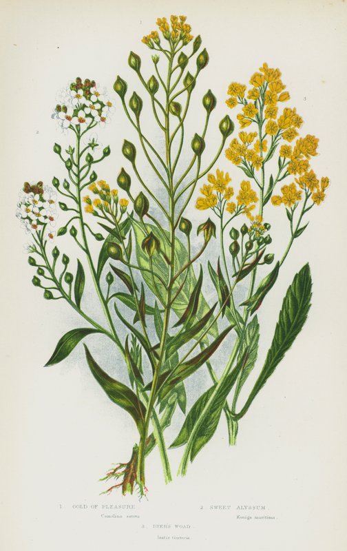 Blomstrende planter i Storbritannien: Fornøjelsens guld, Sweet Alyssum, Dyer