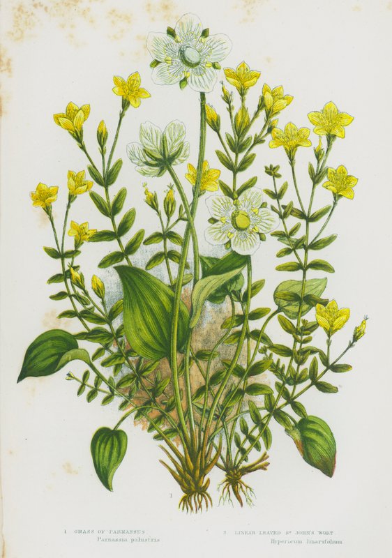 Blomstrende planter i Storbritannien: Græs af Parnassus, Linear-Leaved St John