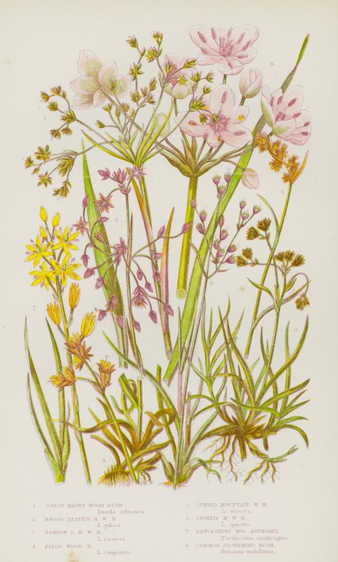 Blomstrende planter i Storbritannien: Great Hairy Wood Rush, Bredbladet håret Rush, Smalbladet håret Rush, Mark Wood Rush, Buet Mountain Wood Rush, Pigget Mountain Wood Rush, Lancashire Mose Asphodel, Almindelig blomstrende Rush (farve litho) af English School