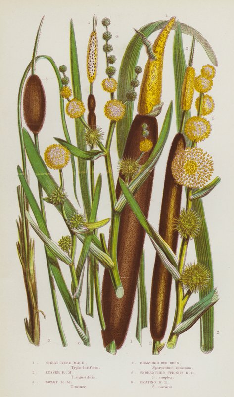 Blomstrende planter i Storbritannien: Stor rørhvene, lille rørhvene, dværg rørhvene, grenet rørhvene, ugrenet rørhvene, flydende rørhvene (farvelitografi) af English School