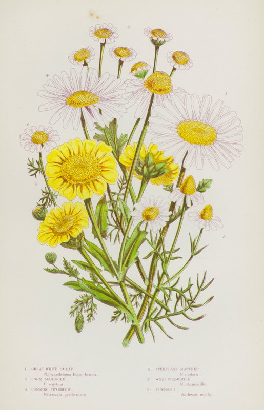 Blomstrende planter i Storbritannien: Store hvide okseøje, majsmorgenfrue, almfrugt, lugtfri majweed, vild kamille, almindelig kamille (farve litho) af English School