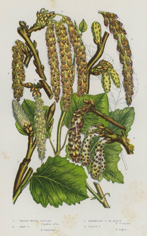 Blomstrende planter i Storbritannien: Stor hvid poppel, grå poppel, skælvende poppel eller asp, sort poppel (farve litho) af English School