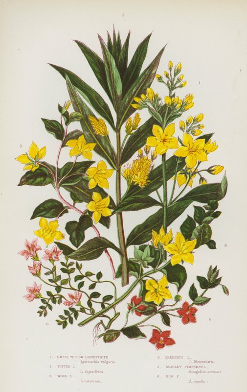 Blomstrende planter i Storbritannien: Stor gul løvstikke, tueformet løvstikke, skovløvstikke, krybende løvstikke, skarlagenrød pimpernel, mosepimpernel (farvelitografi) af English School