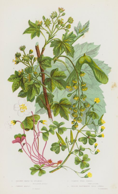 Blomstrende planter i Storbritannien: Stor ahorn eller platan, almindelig ahorn, almindelig træsyre, gul liggende træsyre (farve litho) af English School