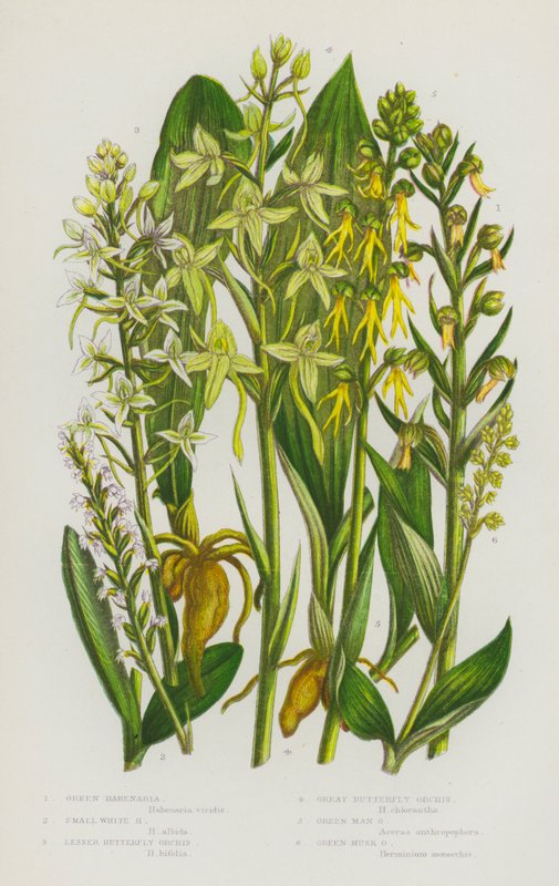 Blomstrende planter i Storbritannien: Green Habenaria, Small White Habenaria, Lesser Butterfly Orchis, Great Butterfly Orchis, Green Man Orchis, Green Mosk Orchis (farve litho) af English School