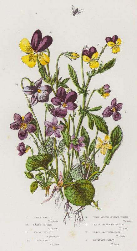 Blomstrende planter i Storbritannien: Behåret viol, sød viol, sumpviol, hundeviol, dværggulsporet viol, cremefarvet violet, stedmoderblomst eller hjertesyg, bjergstedmoderblomst (farve litho) af English School