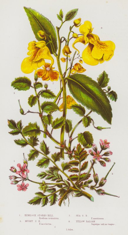 Blomstrende planter i Storbritannien: Hemlock Storks Bill, Musky Storks Bill, Sea Storks Bill, Yellow Balsam (farve litho) af English School
