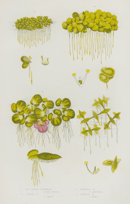 Blomstrende planter i Storbritannien: Vedbendbladede andemad, mindre andemad, større andemad, ændemad (farve litho) af English School