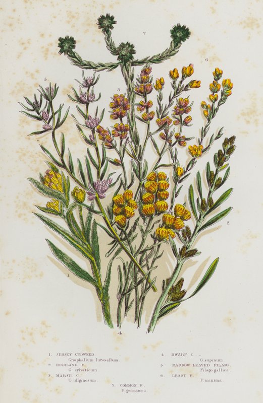 Blomstrende planter i Storbritannien: Jersey-cudweed, Highland Cudweed, Marsh Cudweed, Dwarf Cudweed, Narrow Bladed Filago, Least Filago, Common Filago (farve litho) af English School