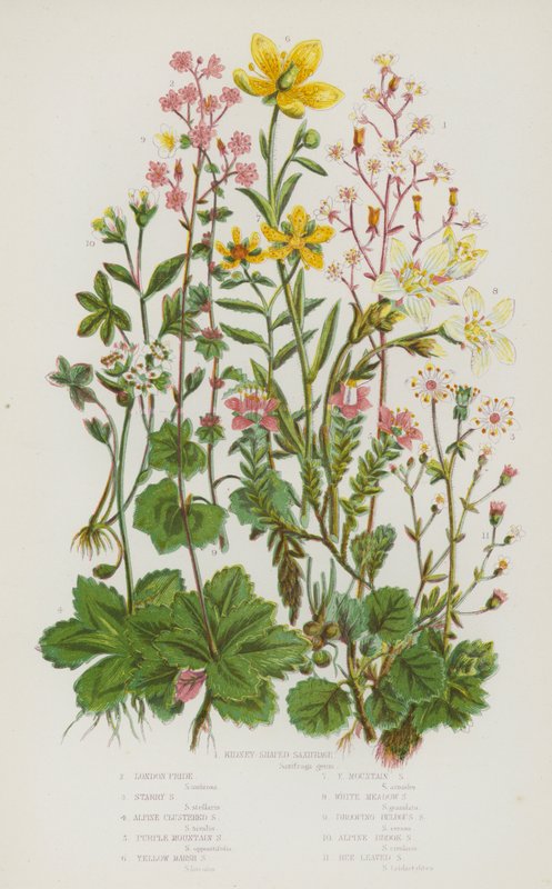 Blomstrende planter i Storbritannien: Nyreformet bjergbræk, London Pride, Stjernebræk, Alpine Klyngebræk, Purple Mountain Skærbræk, Yellow Marsh Saxifrage, Yellow Mountain Saxifrage, White Meadow Saxifrage, Drooping Bulbous Saxifrage, Alpin af English School