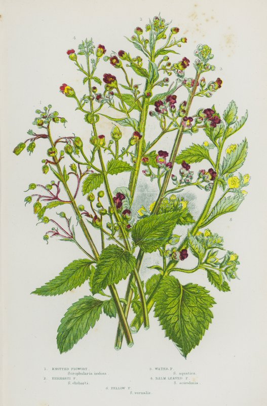 Blomstrende planter i Storbritannien: Knudefigenurt, Ehrharti-figenurt, vandfigenurt, balsambladet figenurt, gul figenurt (farvelitografi) af English School