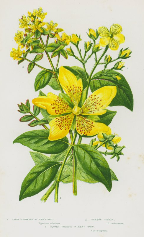 Blomstrende planter i Storbritannien: Storblomstret perikum, almindelig Tustan, perikum med firkantet stilke (farve litho) af English School