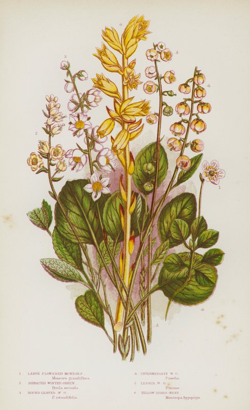 Blomstrende planter i Storbritannien: store blomsterblomster, takkede vintergrønne, rundbladede vintergrønne, mellemliggende vintergrønne, mindre vintergrønne, gule fuglerede (farve litho) af English School
