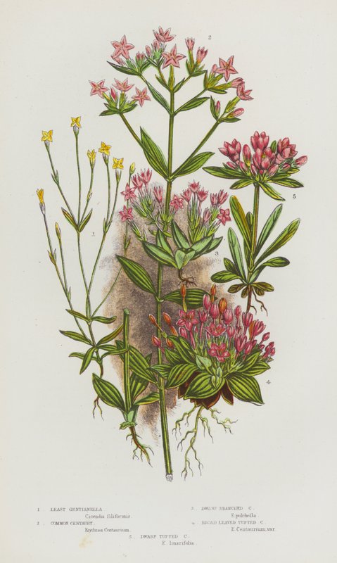 Blomstrende planter i Storbritannien: Least Gentianella, Common Centaury, Dwarf Branched Centaury, Broad Leaved Tufted Centaury, Dwarf Tufted Centaury (farve litho) af English School