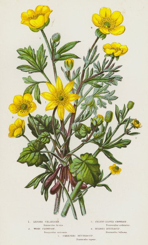 Blomstrende planter i Storbritannien: Kærmindesøster, skovkragefod, sellerikragefod, knoldet ranunkel, krybende ranunkel (farvelitografi) af English School