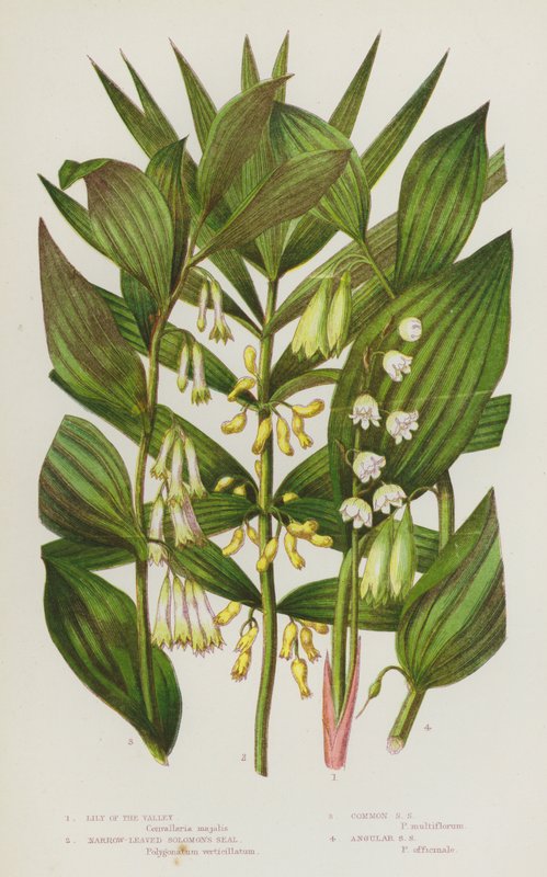 Blomstrende planter i Storbritannien: Liljekonval, smalbladet salomonssild, almindelig salomonssild, kantet salomonssild (farvelitografi) af English School