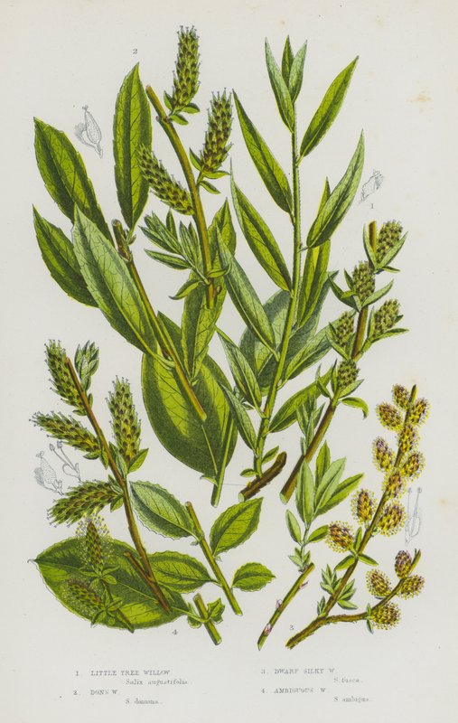 Blomstrende planter i Storbritannien: Little Tree Willow, Don