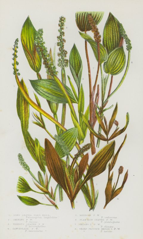 Blomstrende planter i Storbritannien: Langbladede dam-ukrudt, skinnende dam-ukrudt, forskellige blade-damme-ukrudt, lancetformet dam-ukrudt, rødligt dam-ukrudt, plantain-blad-damme-ukrudt, aflangt-bladet dam-ukrudt, skarpfrugt bredbladet dam-ukrudt (farve  af English School