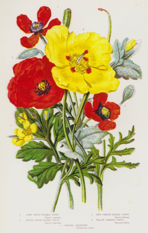 Blomstrende planter i Storbritannien: Lang, grov valmue, rund, grov valmue, lang, glat valmue, gul valmue, stor skvalderkål (farvelitografi) af English School