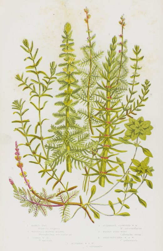 Blomstrende planter i Storbritannien: Hopper høje, hvirvlende vand-milfoil, spiked vand-milfoil, alternativt blomstret vand-milfoil, Water Star-Wort, Pedunculated Water Star Wort, Autumnal Water Sort Wort (farve litho) af English School