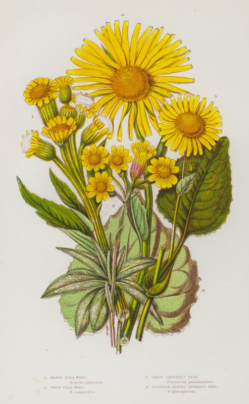 Blomstrende planter i Storbritannien: Marsh Flea Wort, Field Flea Wort, Great Leopard