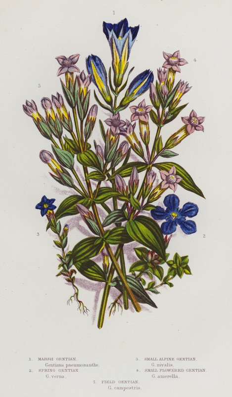 Blomstrende planter i Storbritannien: Sump-ensian, forårs-ensian, lille alpe-ensian, småblomstret ensian, mark-ensian (farvelitografi) af English School