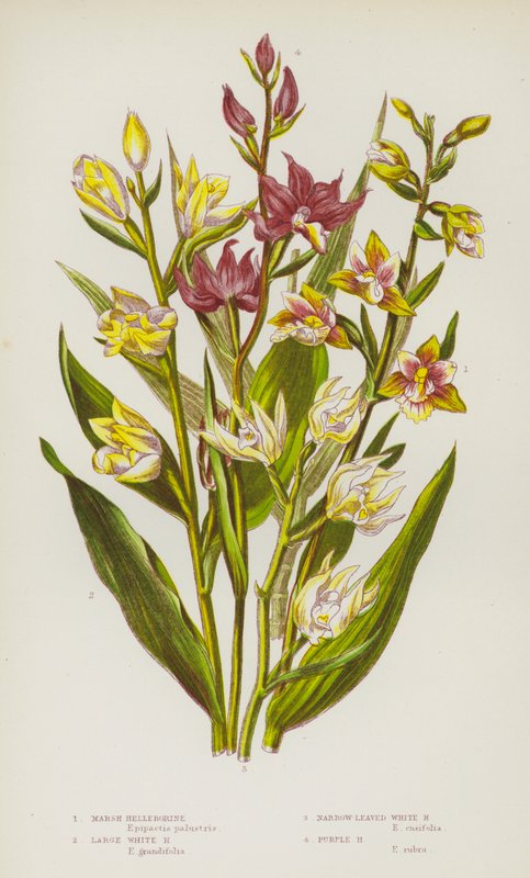 Blomstrende planter i Storbritannien: Marsh Helleborine, Large White Helleborine, Small-leaved White Helleborine, Purple Helleborine (farve litho) af English School