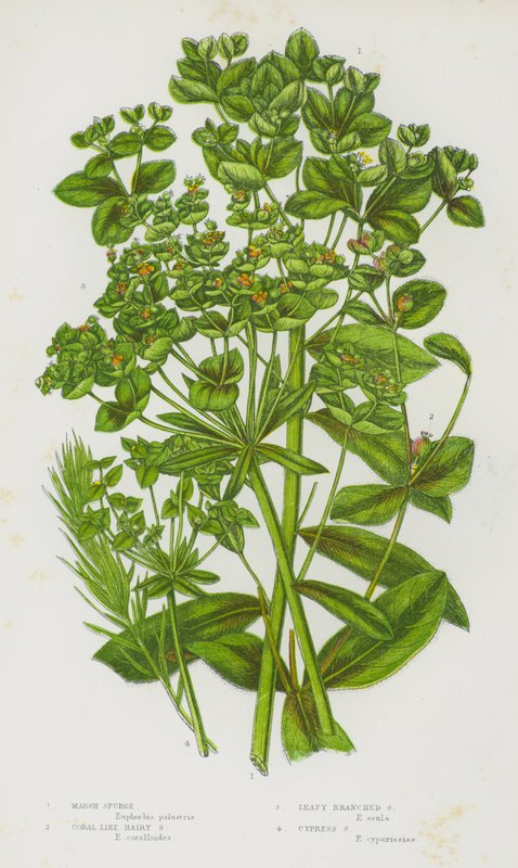 Blomstrende planter i Storbritannien: Marsh Spurge, Coral Like Hairy Spurge, Leafy Branched Spurge, Cypress Spurge (farve litho) af English School