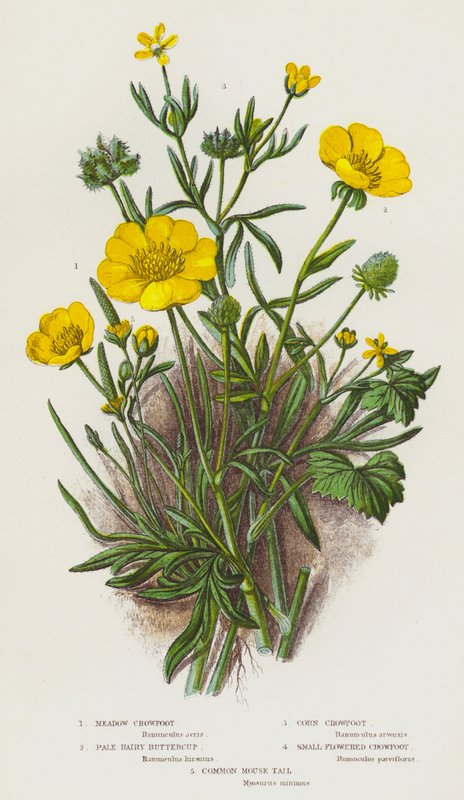 Blomstrende planter i Storbritannien: Eng-Kabbeleje, Bleghåret Smørblomst, Korn-Kabbeleje, Småblomstret Kabbeleje, Almindelig Musehale (farvelitografi) af English School