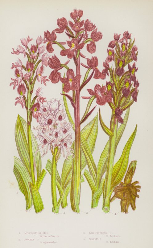 Blomstrende planter i Storbritannien: Militærgøgeurt, abe-gøgeurt, lavblomstret gøgeurt, sumpgøgeurt (farvelitografi) af English School