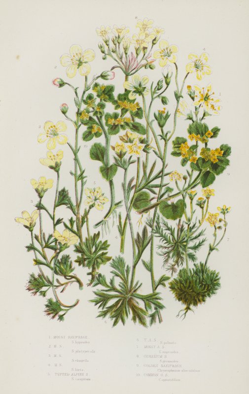 Blomstrende planter i Storbritannien: Mosseknæk, Mosseknæk, Mosseknæk, Mosseknæk, Knust alpenbræk, tuftet alpebræk, Mossyalpebræk, Geraniumsaksebræk, Guldsaksebræk, Almindelig guldsaksebræk (farve litho) af English School