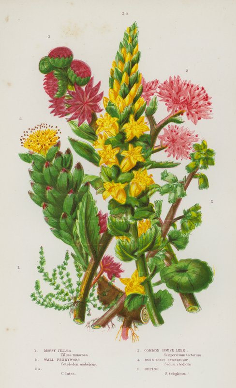 Blomstrende planter i Storbritannien: Mossy Tillaea, Wall Pennywort, Wall Pennywort, Common House Porre, Rose-Root Stonecrop, Orpine (farve litho) af English School