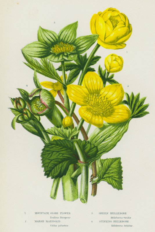 Blomstrende planter i Storbritannien: Mountain Globe Flower, Marsh Marigold, Green Hellebore, Stinking Hellebore (farve litho) af English School