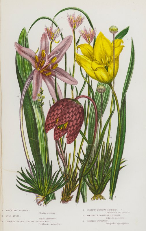 Blomstrende planter i Storbritannien: Mountain Lloydia, Wild Tulip, Common Fritillary eller Snake
