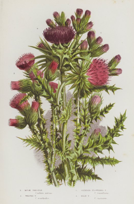 Blomstrende planter i Storbritannien: Moskus-tidsel, tidsel, tidsel med smalle blomster, marietidsel (farvelitografi) af English School