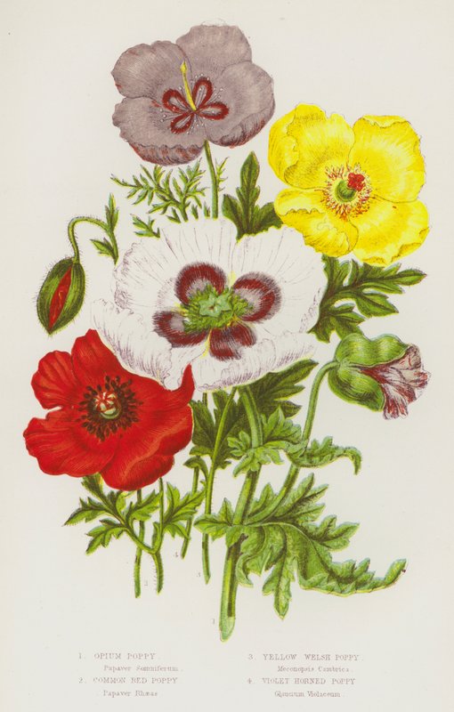 Blomstrende planter i Storbritannien: Opiumsvalmue, almindelig rød valmue, gul walisisk valmue, violet hornvalmue (farve litho) af English School