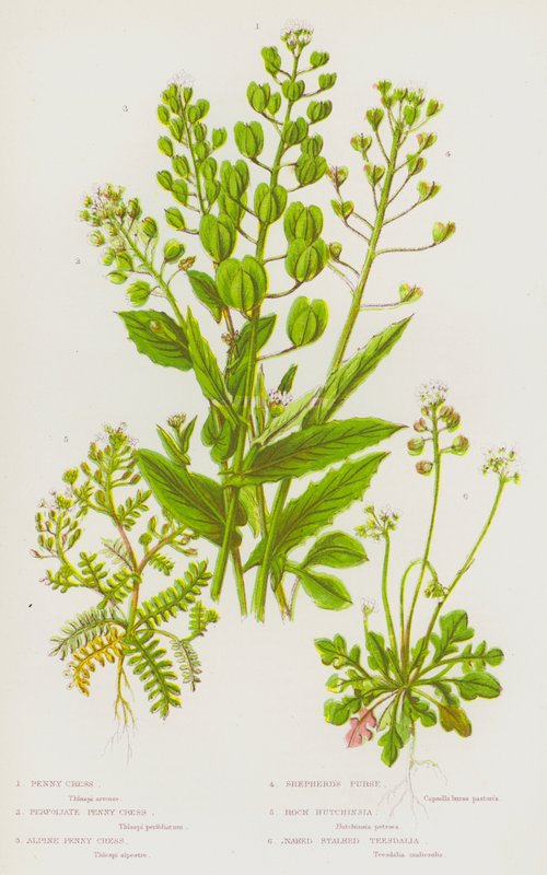 Blomstrende planter i Storbritannien: Penny Cress, Perfoliate Penny Cress, Alpine Penny Cress, Shepherd