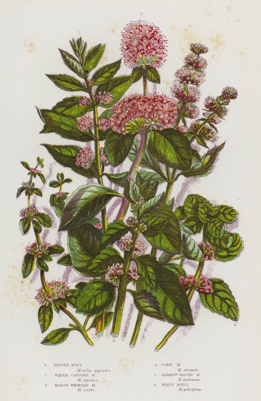Blomstrende planter i Storbritannien: Pebermynte, Water Capitate Mint, Marsh Whorled Mint, Corn Mint, Narrow Leaved Mint, Penny Royal (farve litho) af English School